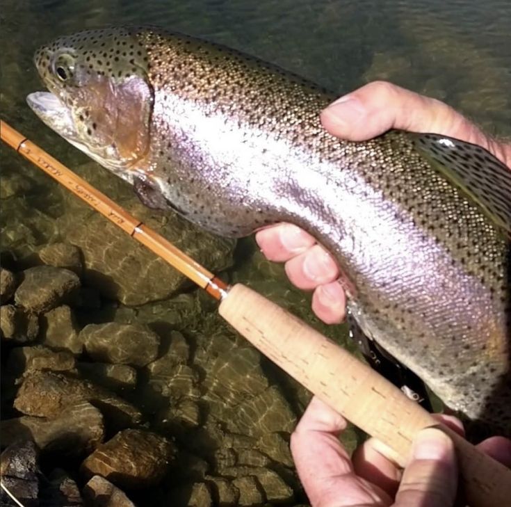 Rainbow trout held above shallow water alongside a bamboo fly rod.
