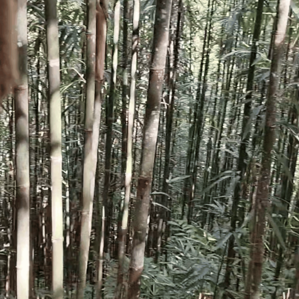 Bamboo poles stacked in workshop