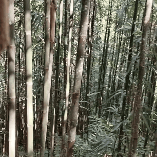 Bamboo poles stacked in workshop