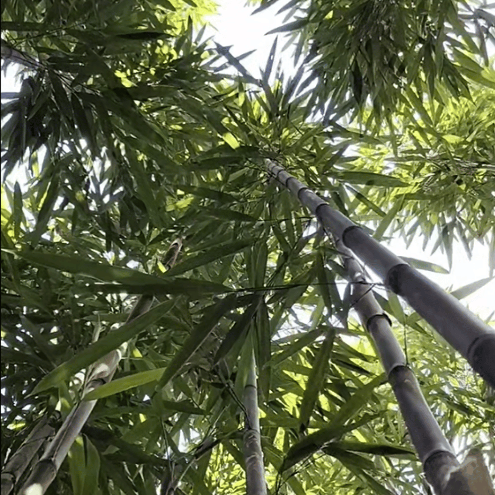 Bamboo forest for bamboo harvesting