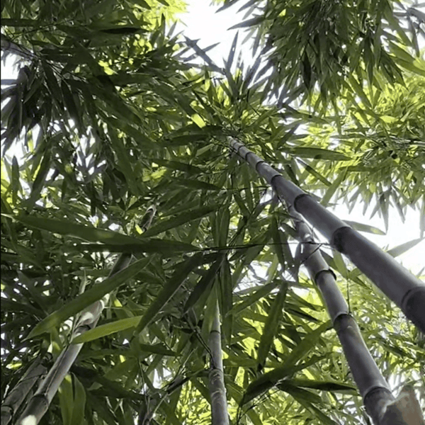 Bamboo forest for bamboo harvesting