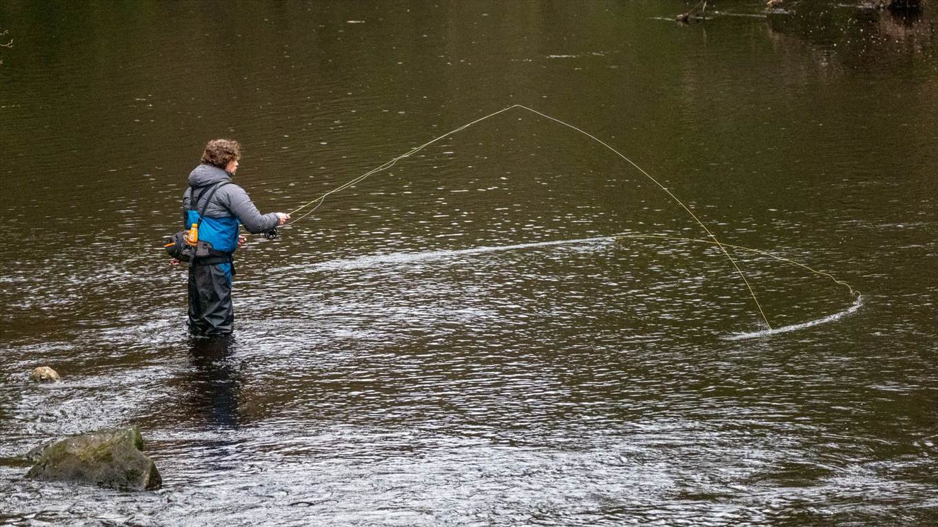 An angler casting a fly line on the River Nidd